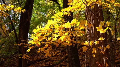 Close-up of colorful autumn leaves showing vibrant fall detail blowing the the wind