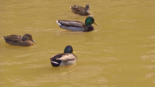 Mallard Ducks Floating In Brown River After Rain
