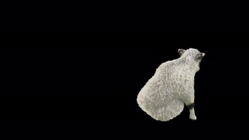 Funny 3D Animated Sheep Dancing and Standing Upright