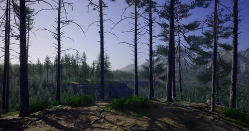 Twilight Forest with Towering Trees Showcasing Natures Beauty