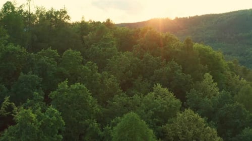 Sunlight Shines Over Green Trees Growing in Forest