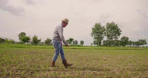 Farmer Walks and Inspects Crops in Rural Field