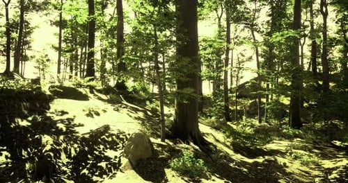 Sunlight Filters Through Dense Forest Trees Creating a Serene Landscape