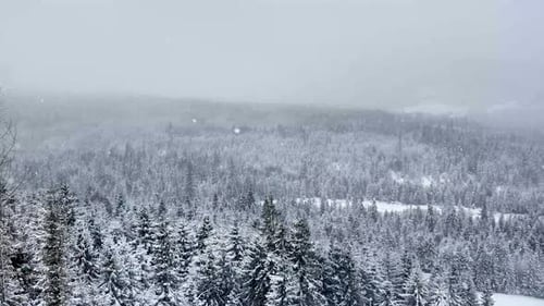 Aerial View of Snow Covered Forest During Winter