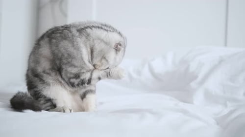 Tabby Cat Grooming Itself on White Bed