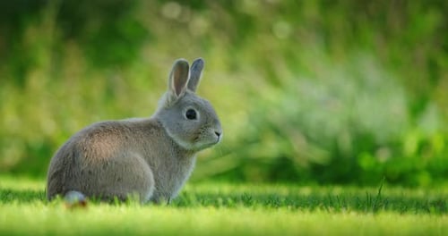 Ein kleines graues Kaninchen, das auf grünem Gras in einem sonnenbeschienenen Feld sitzt und aufmerksam zur Seite schaut