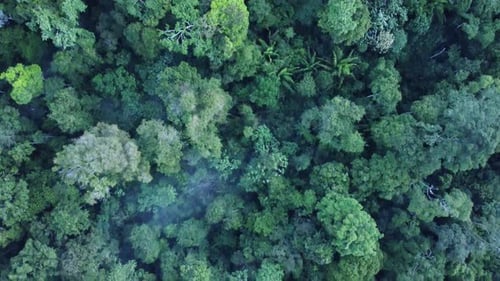 Dense Tropical Rainforest in Peru - aerial top down