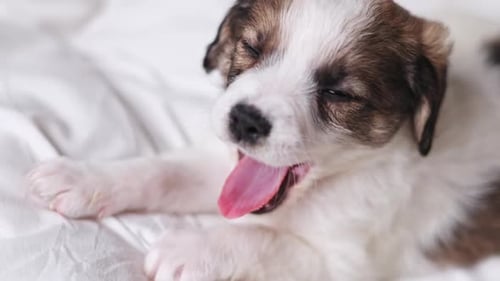 Adorable Puppy Resting Peacefully on Soft White Blanket