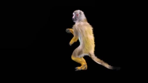 54 Monkey Dance HD