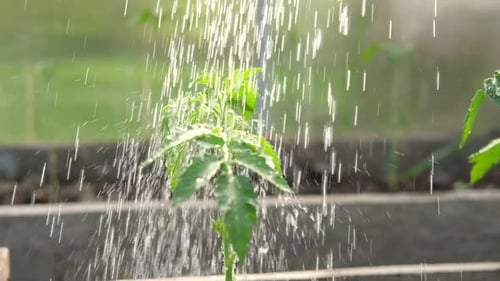 Watering a Vegetable Garden in the Evening at Sunset Water is Pouring Veggie Plants at the Backyard