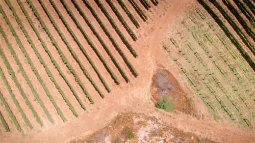 Vineyard field in the desert Aerial view