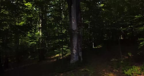 Aerial View of Green Forest Rising Above Treetops