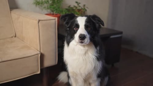 Lustiges Portrait Süßes Hündchen Border Collie für den Innenbereich, der sich zu Hause ausruht Welpe Hund drinnen in