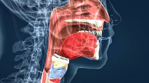3D Human Anatomy: Nasal, Mouth, and Pharyngeal Cavities Animation