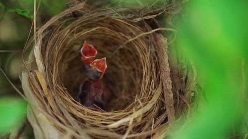 slow-motion of baby bird waiting for feeding a food in the nest on a tree branch