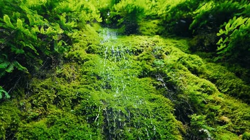 Waterfall Gently Drips Over Moss And Ferns In Peaceful Forest
