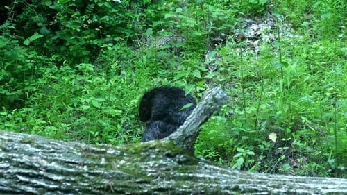 Beaver cleans itself, turned around using paws on river bank