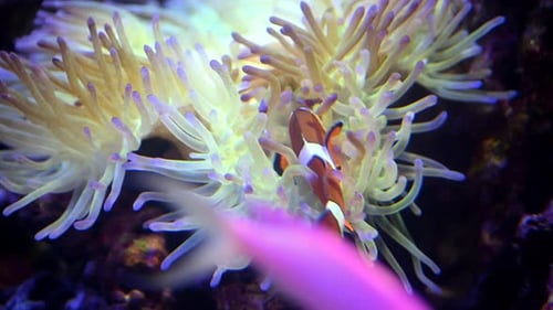Un poisson némo joue à cache-cache parmi les tentacules mobiles d'un poisson-clown anémone de mer ou