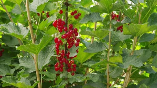 Red Currant Berries Growing on Bush in Summer