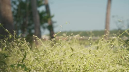 Grüne und gelbe Wildpflanzen in einem Wald mit verschwommenen Bäumen im Hintergrund