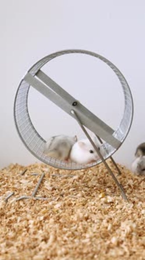Hamster Running in Wheel Exercise, White Background