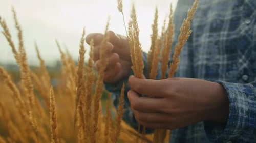 Woman Hand Touching a Golden Wheat Ear in the Wheat Field Wearing Blue Checkered Shirt Closeup
