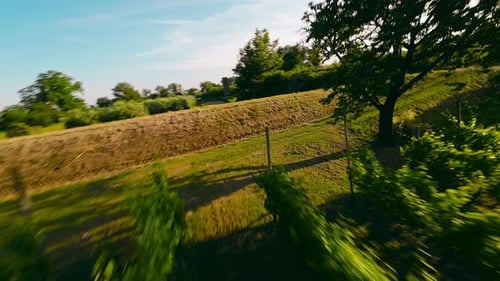 Green Vineyard Landscape Arial View