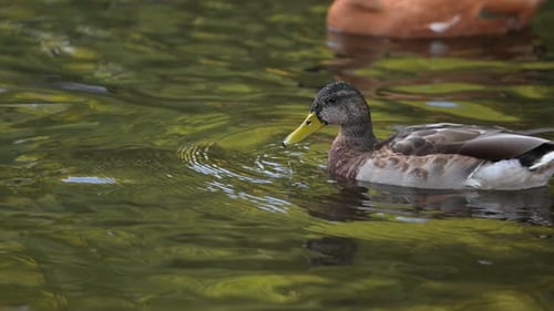 Pato real nadando pacíficamente en aguas tranquilas