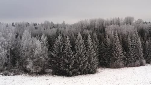 Frozen forest trees in winter. Aerial drone shot of breathtaking views of snow covered treetops on t