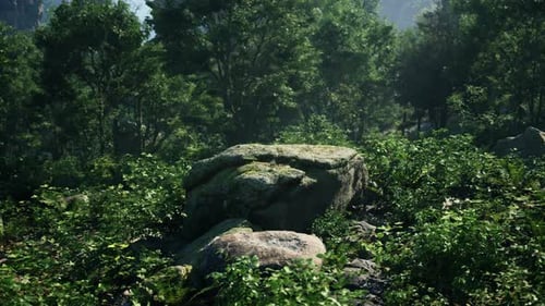 A Large Rock in the Middle of a Forest
