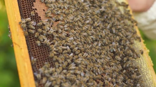 Große Anzahl von Bienen in Nahaufnahme auf der Bienenwabe Natürlicher Honig im Bienenhaus