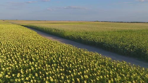 Schöne Aussicht auf großes Sonnenblumenfeld