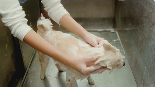 Woman Giving Dog a Bath in Tub