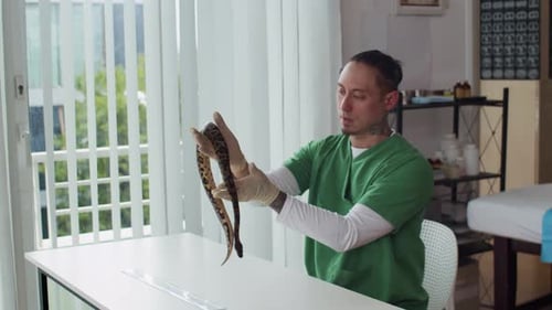 Facharzt untersucht Körper und Länge einer Pythonschlange in der Klinik
