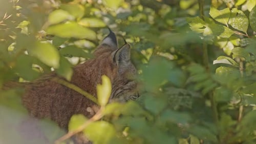 lynx behind green foliage, observing the environment. close up view