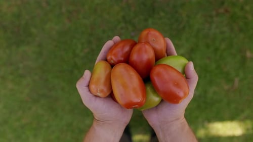 Farmer Holding Tomatoes in Hands Fresh Ripe Tomatoes