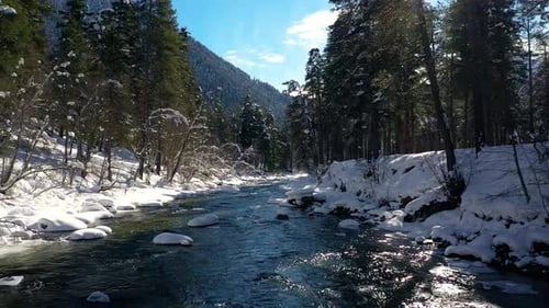 Beautiful snow scene forest in winter. Flying over of river and pine trees covered with snow.