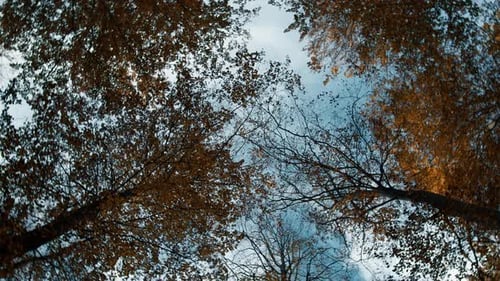 Looking Up at Trees with Autumn Leaves
