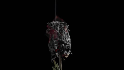 Burning Rose on Black Background in Close Up