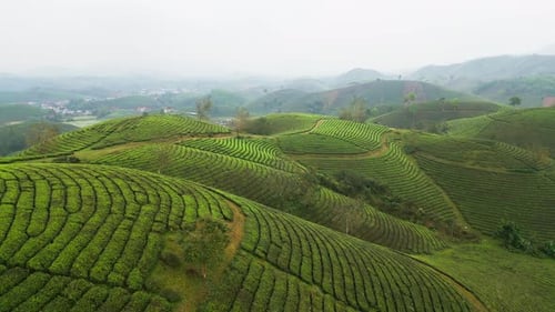 Aerial View of Tea Plantation Covering Green Hills in the Countryside of Northern Vietnam
