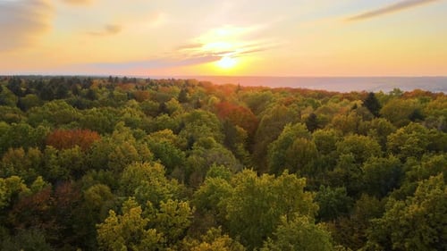 Colorful Autumn Woods at Sunset Yellow and Orange Canopies in Fall Season Forest on Sunny Evening