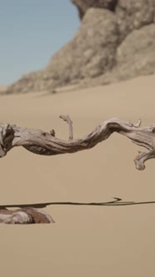 A Tree Branch in the Sand with a Mountain in the Background