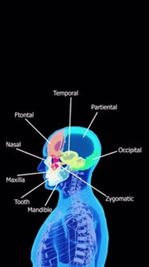 Medical 3D Human Skull Anatomy Labeled Digital Display