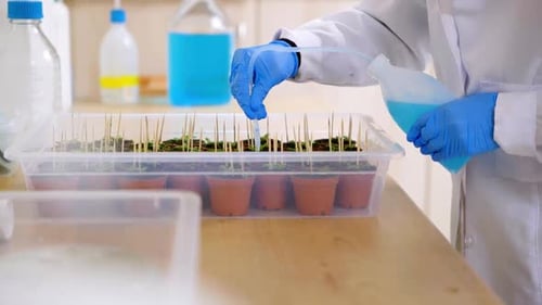 А scientist puts a preparation into plant samples