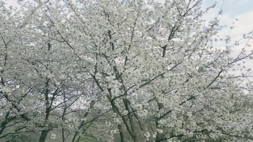 De nombreuses fleurs de cerisier blanc
