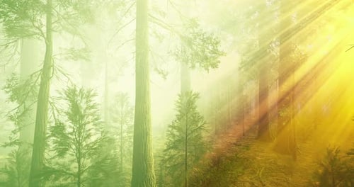 Beautiful Forest with Sunlight Streaming Through Trees in Peaceful Setting