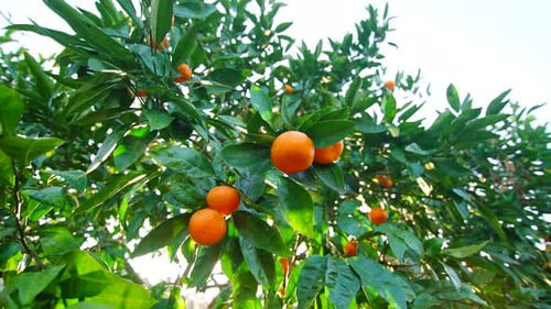 a Ripe Tangerine on a Tree in the Garden Citrus Farming in Sunny Regions