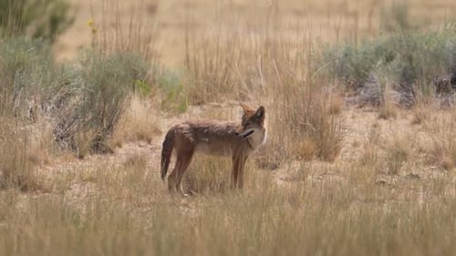 Coyote wandering in the summer heat on Antelope Island
