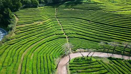 Aerial Tea Plantation Rows in Summer Peaceful Lush Greenery Growing on Hills