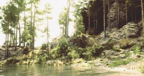 Lush Forest Landscape By a Serene Lake with Sunlight Filtering Through Trees